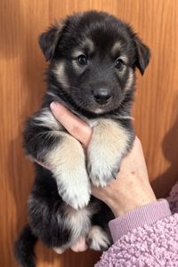 Віддаємо цуценят у хороші руки за мінімальну ціну. Цуценята лайки