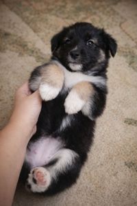 Віддаємо цуценят у хороші руки за мінімальну ціну. Цуценята лайки