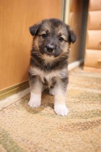 Віддаємо цуценят у хороші руки за мінімальну ціну. Цуценята лайки