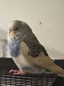 Хвилястий папуга