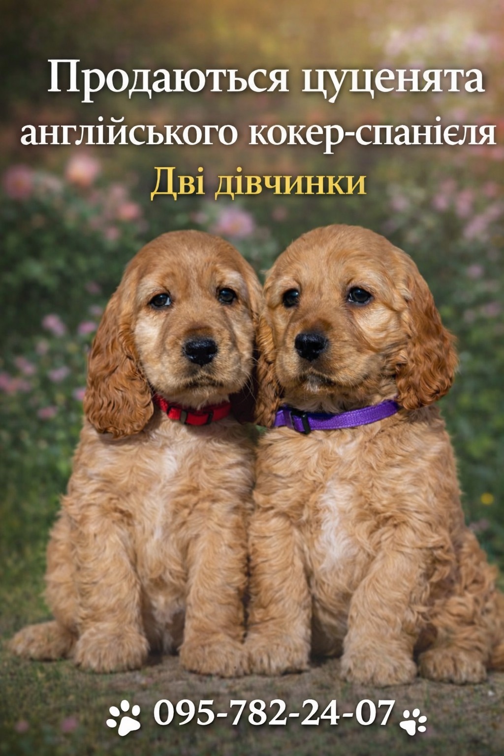 Продаж цуценят англійського кокер спанієль