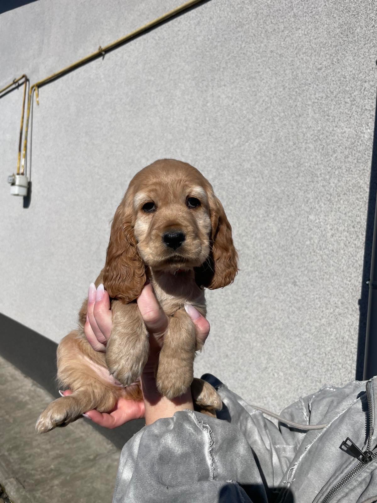 Продаж цуценят англійського кокер спанієль