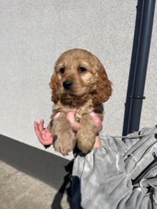 Продаж цуценят англійського кокер спанієль