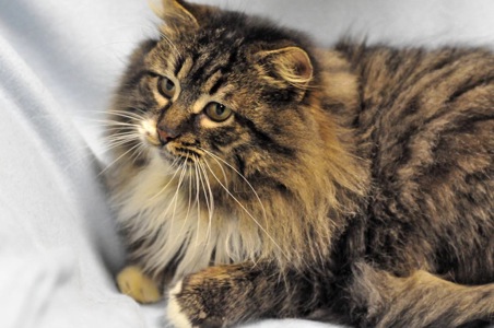 Величний Френк