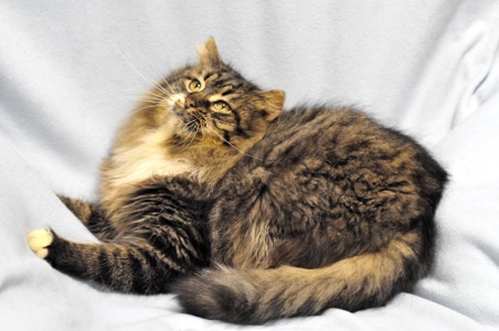 Величний Френк