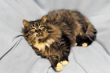 Величний Френк