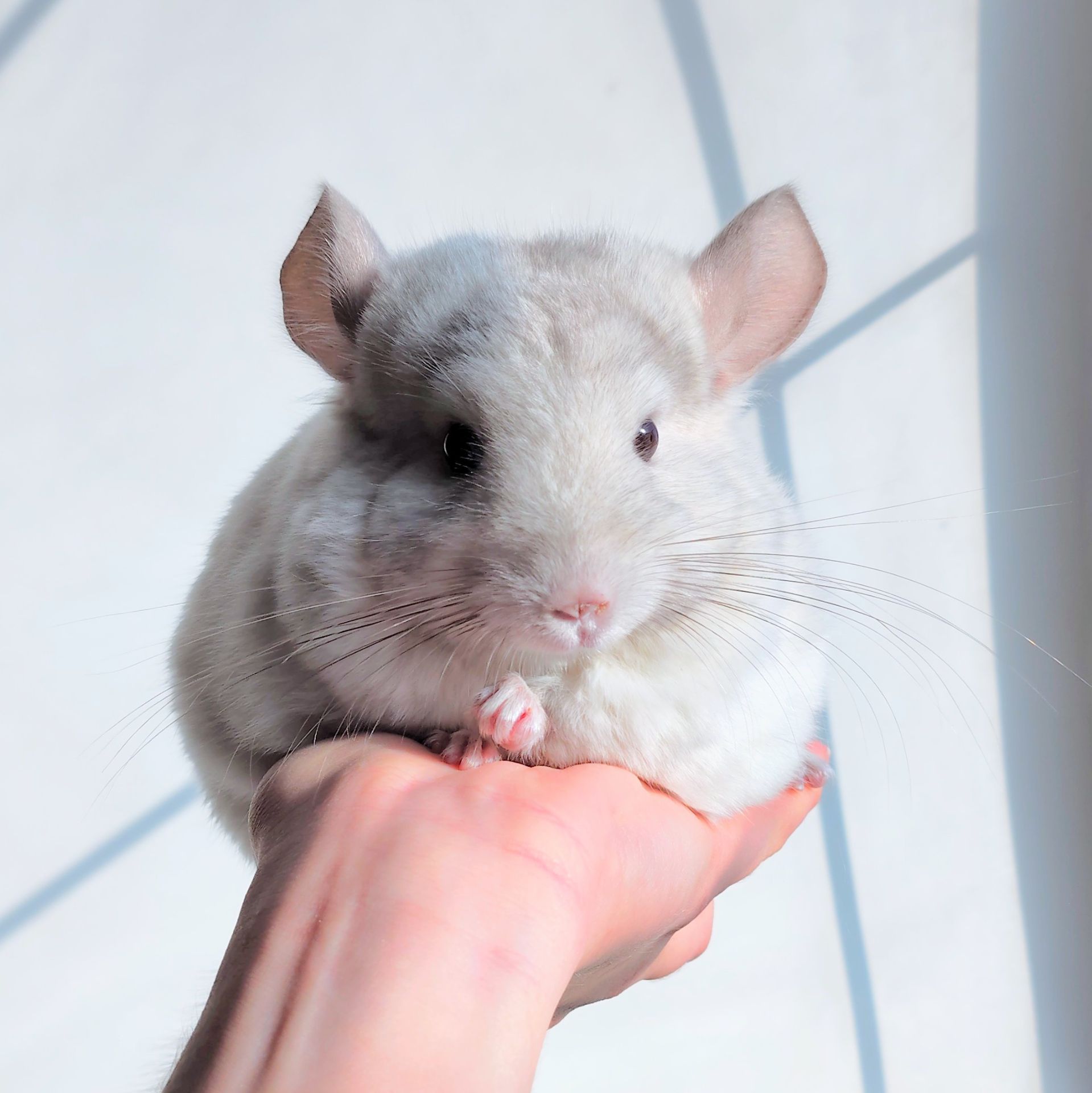 Дівчинка біло-рожева 💕