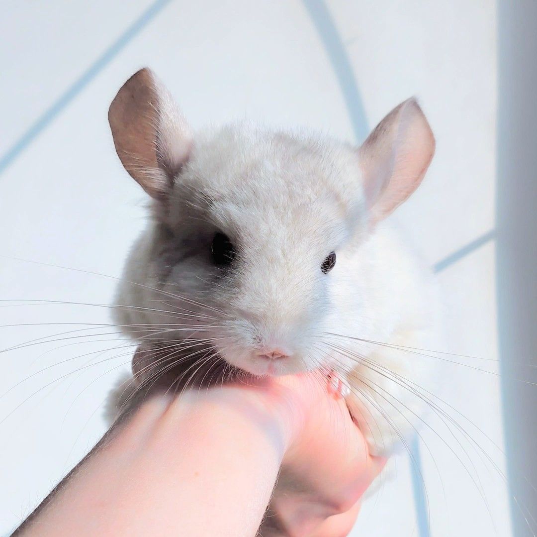 Дівчинка біло-рожева 💕