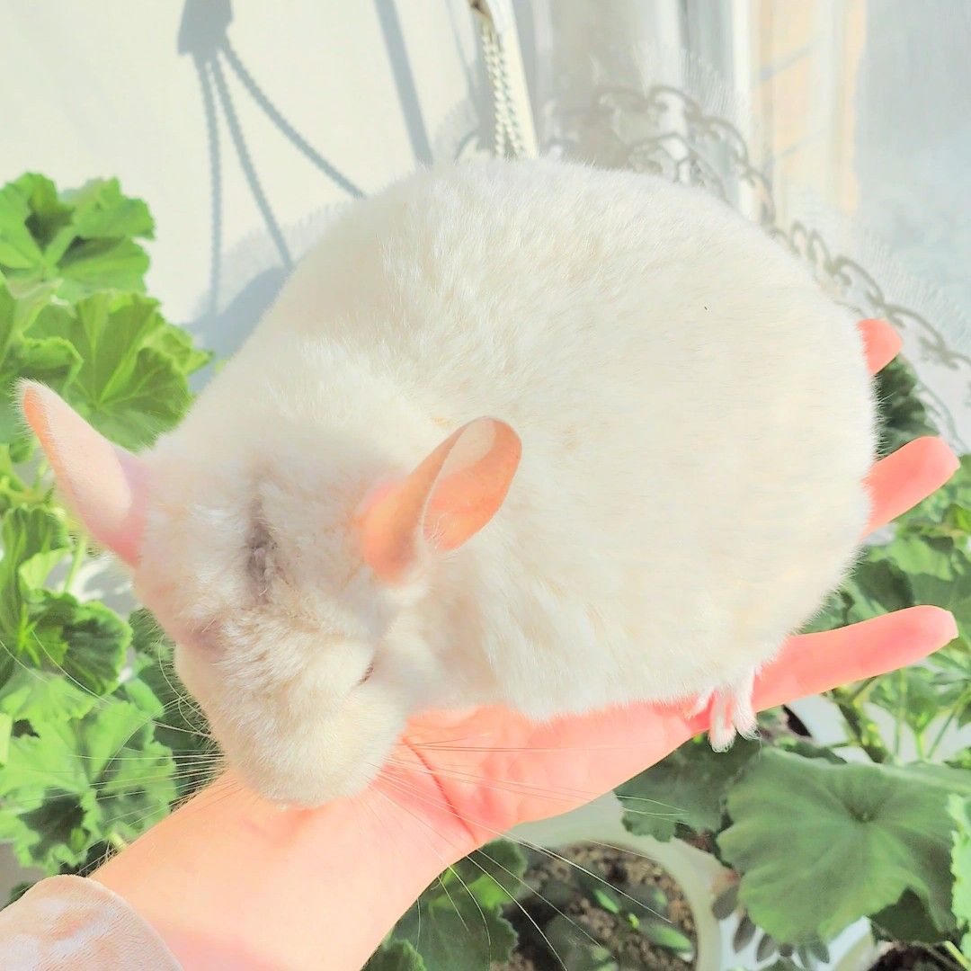 Дівчинка біло-рожева 💕