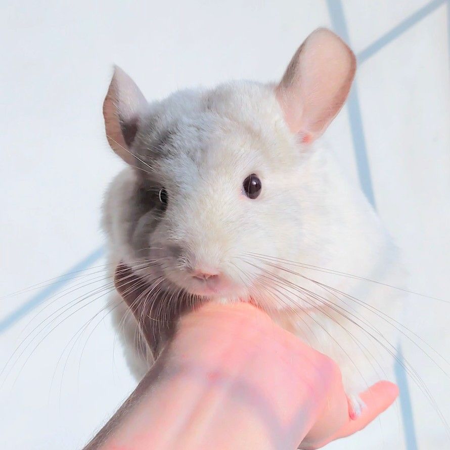 Дівчинка біло-рожева 💕