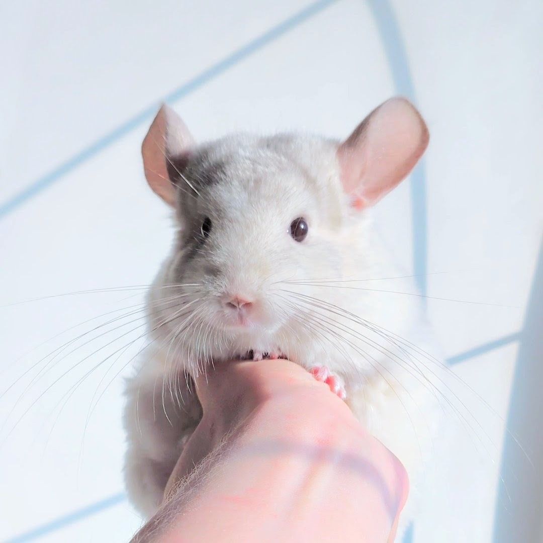 Дівчинка біло-рожева 💕