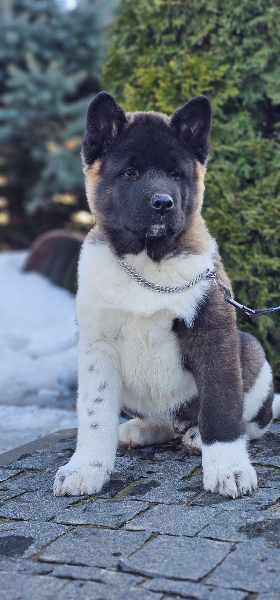 Щенки Американской Акиты КСУ