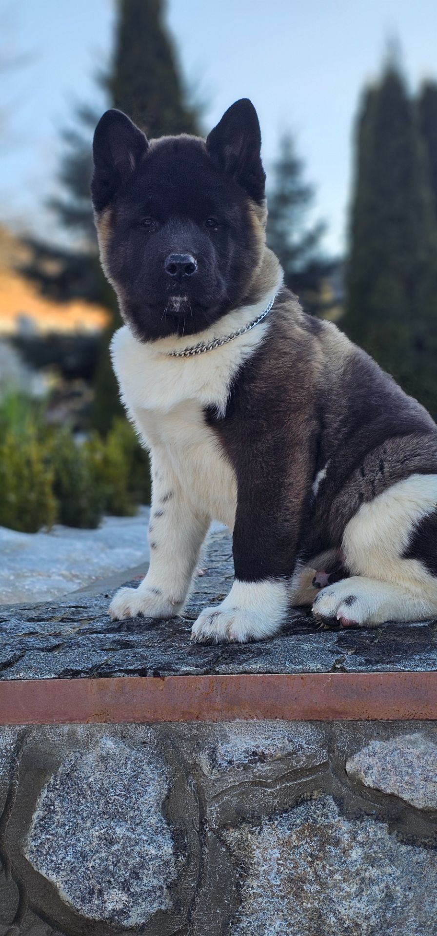 Щенки Американской Акиты КСУ