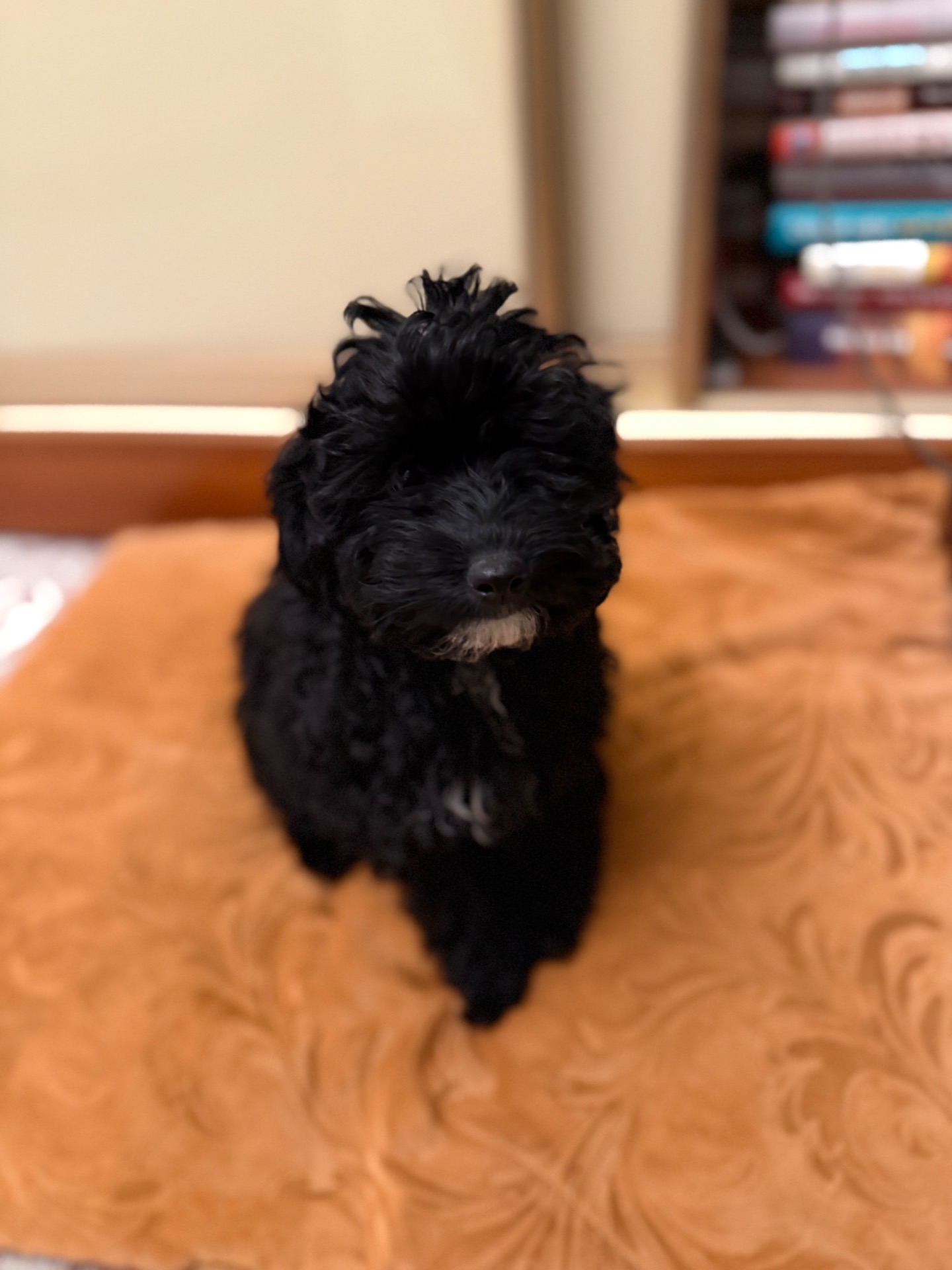 Чудові цуценята мальтіпу