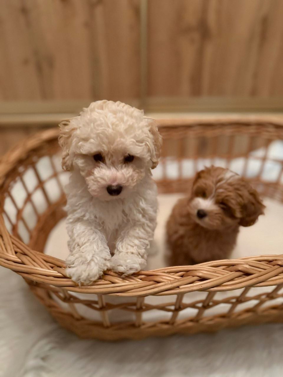 Чудові цуценята мальтіпу