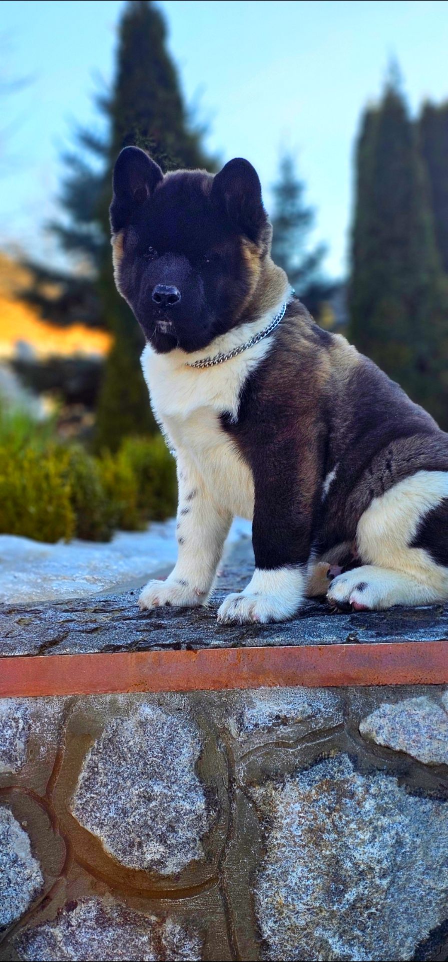 Щенки Американской Акиты КСУ