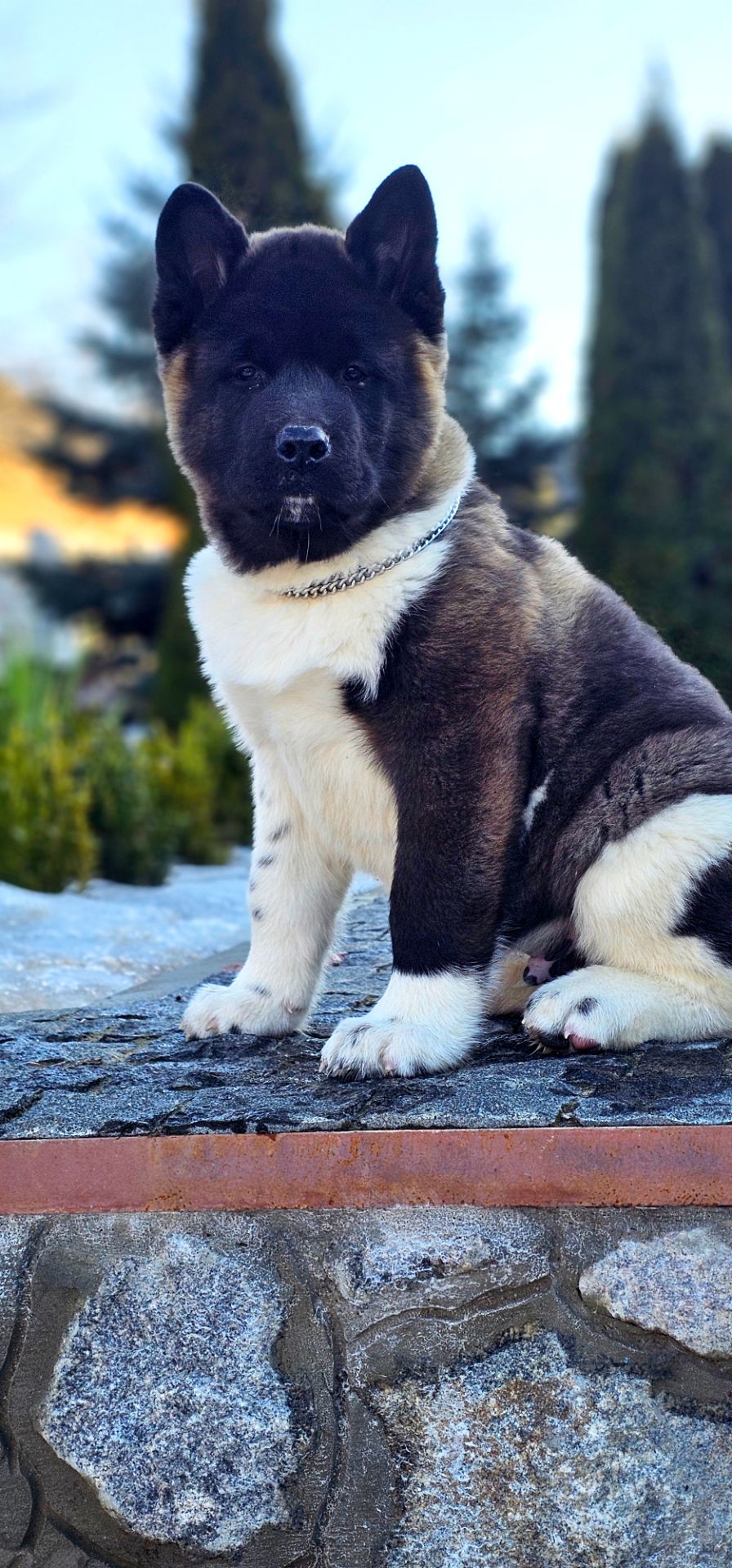 Щенки Американской Акиты КСУ