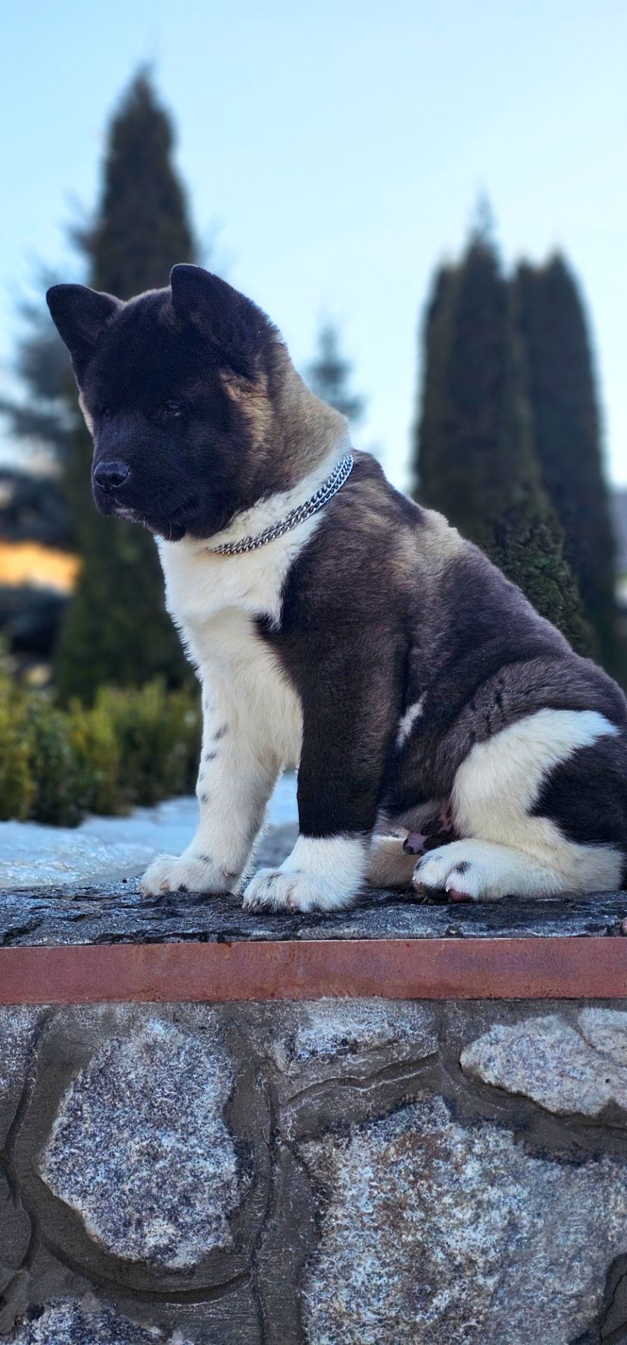 Щенки Американской Акиты КСУ