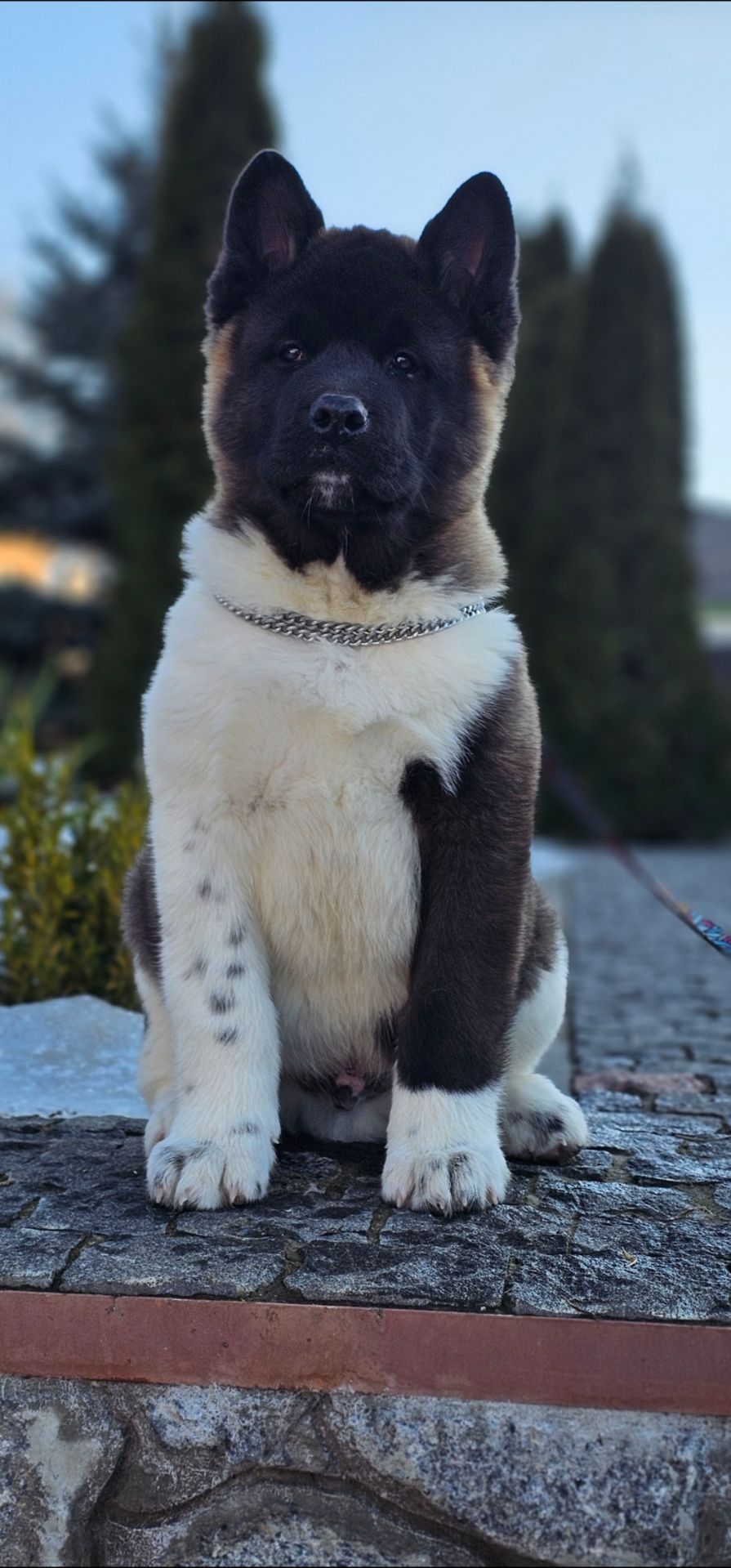 Щенки Американской Акиты КСУ