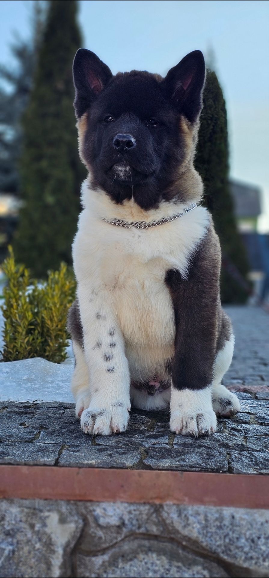 Щенки Американской Акиты КСУ