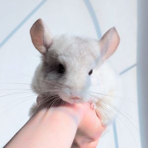 Дівчинка біло-рожева 💕