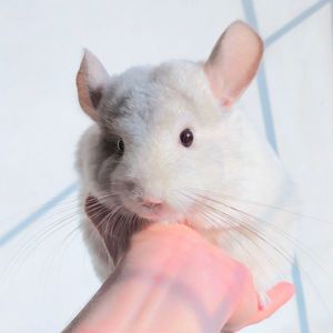 Дівчинка біло-рожева 💕