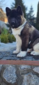 Щенки Американской Акиты КСУ