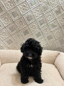 Чудові цуценята мальтіпу