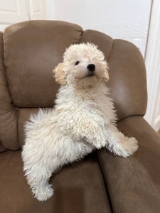 Чудові цуценята мальтіпу