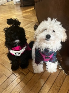 Чудові цуценята мальтіпу