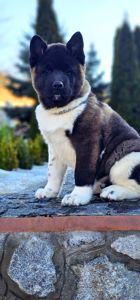 Щенки Американской Акиты КСУ