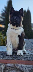 Щенки Американской Акиты КСУ