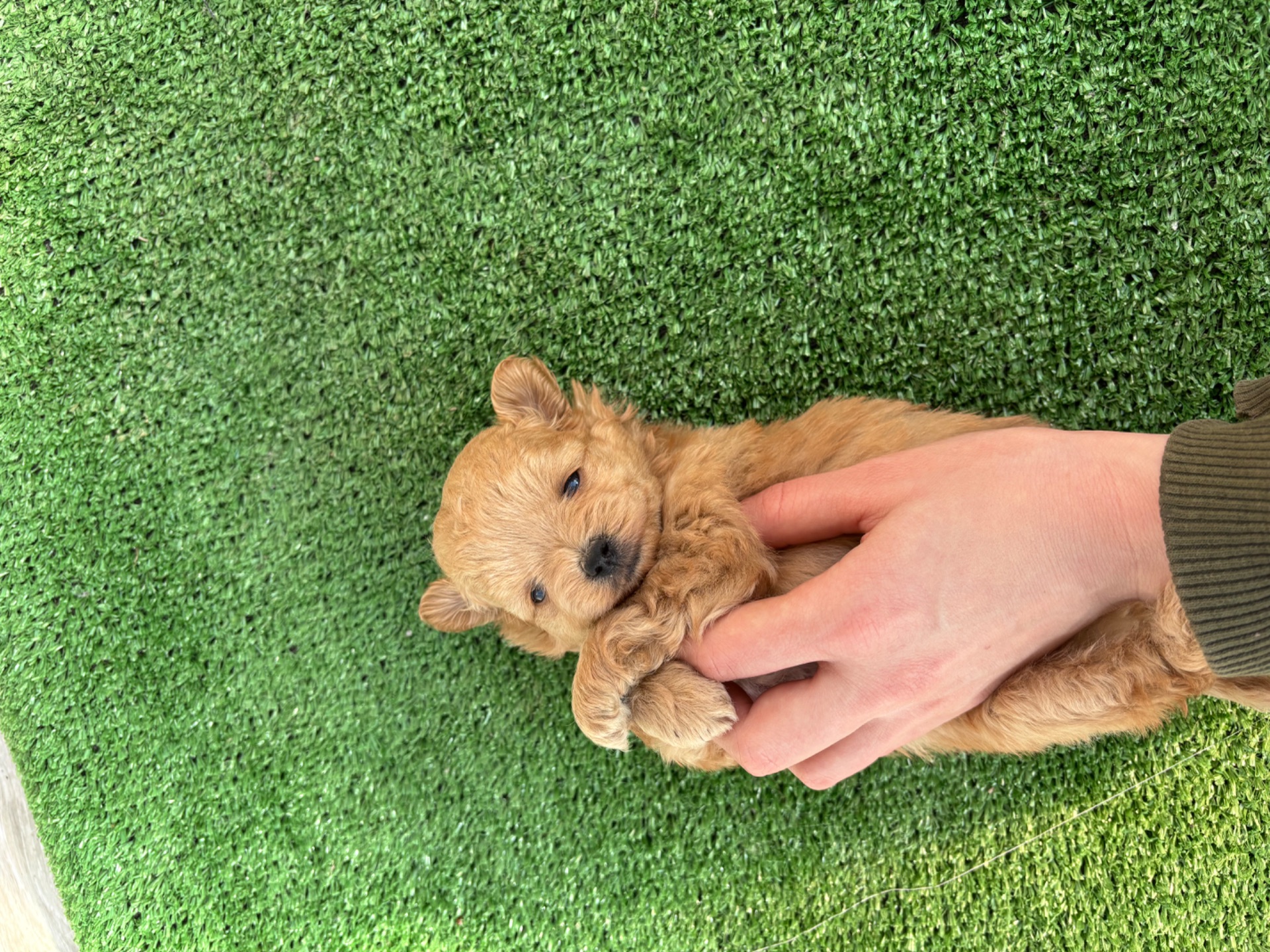 Мальтіпу ф1 хлопчик