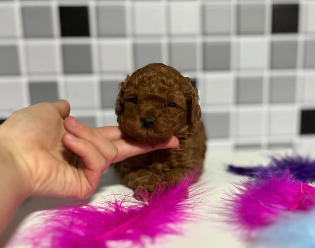 Гарні пуделя міні