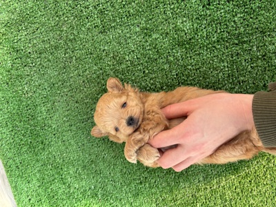 Мальтіпу ф1 хлопчик