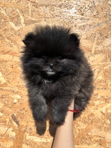 Красуня шпіц дівчинка міні з малим носиком