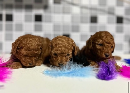 Гарні пуделя міні