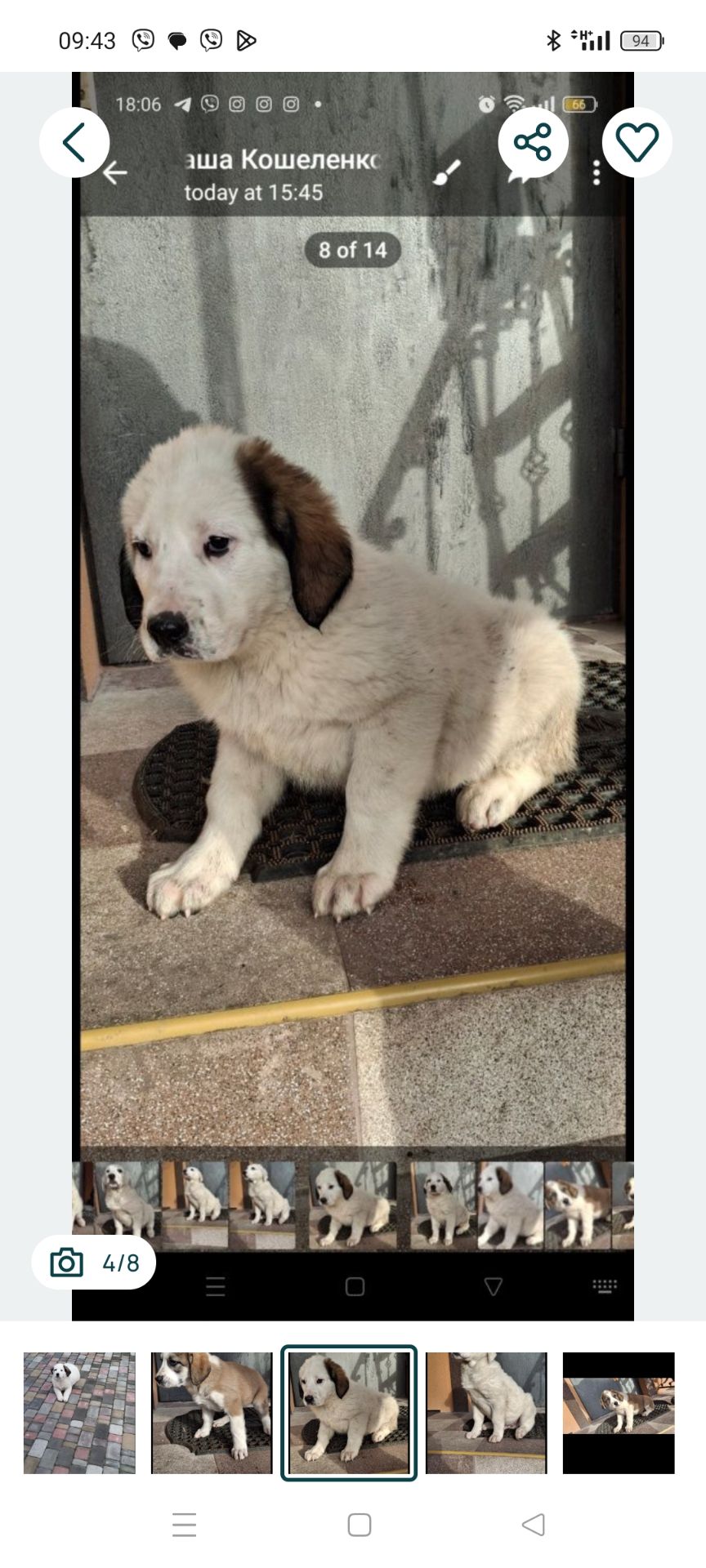 Продам цуценят