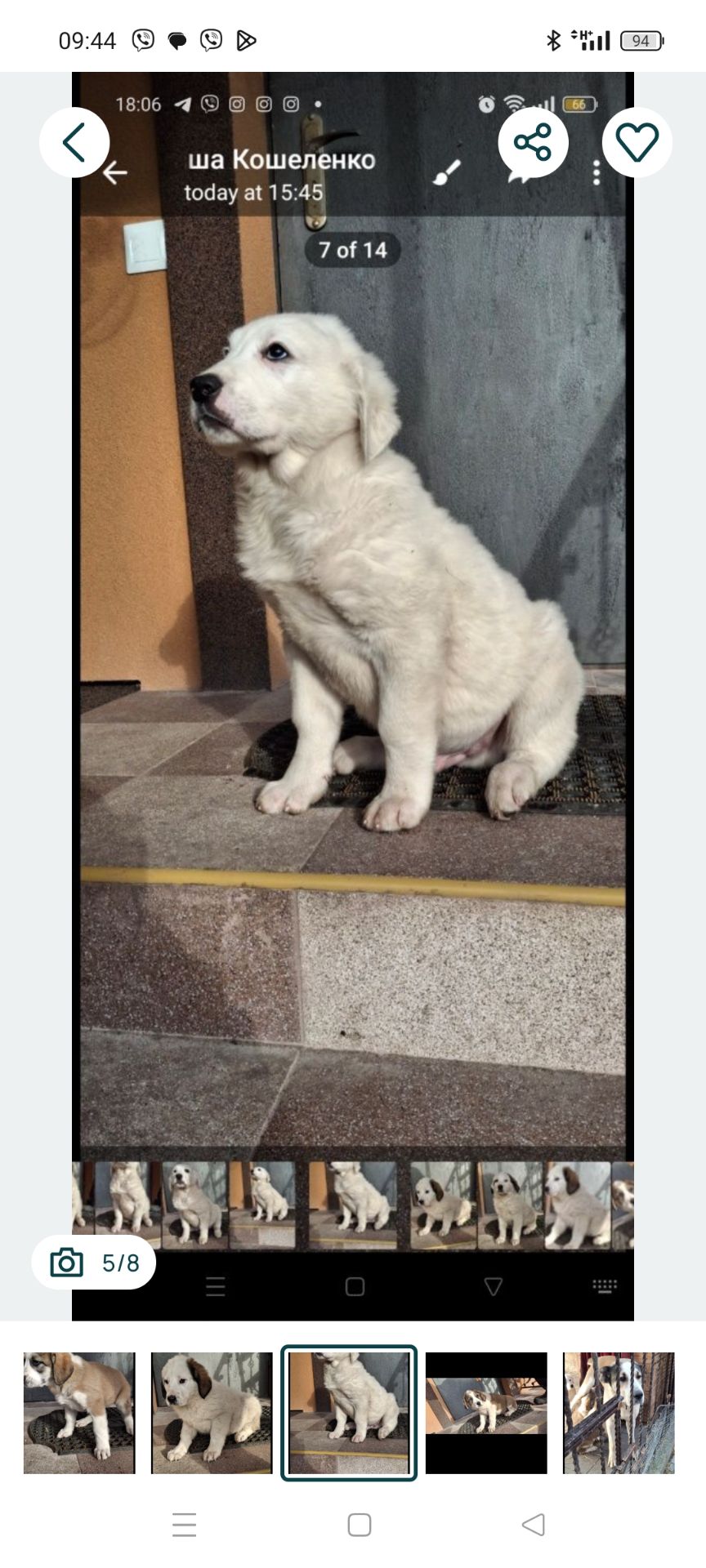 Продам цуценят