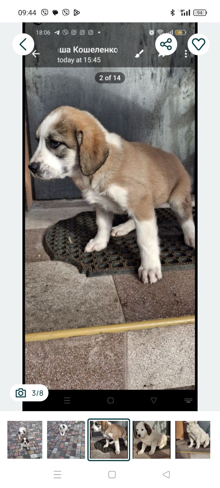 Продам цуценят