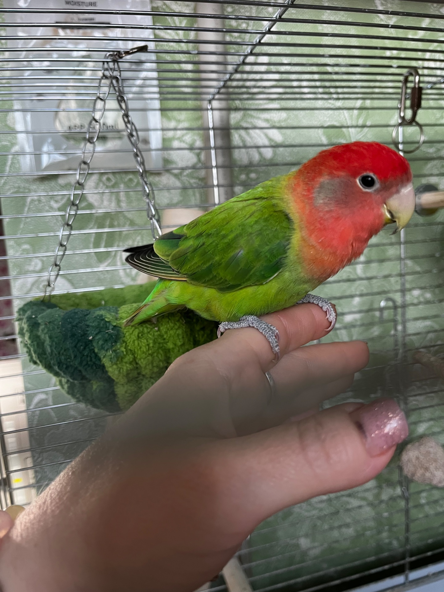 Ручной неразлучник(выкормыш)