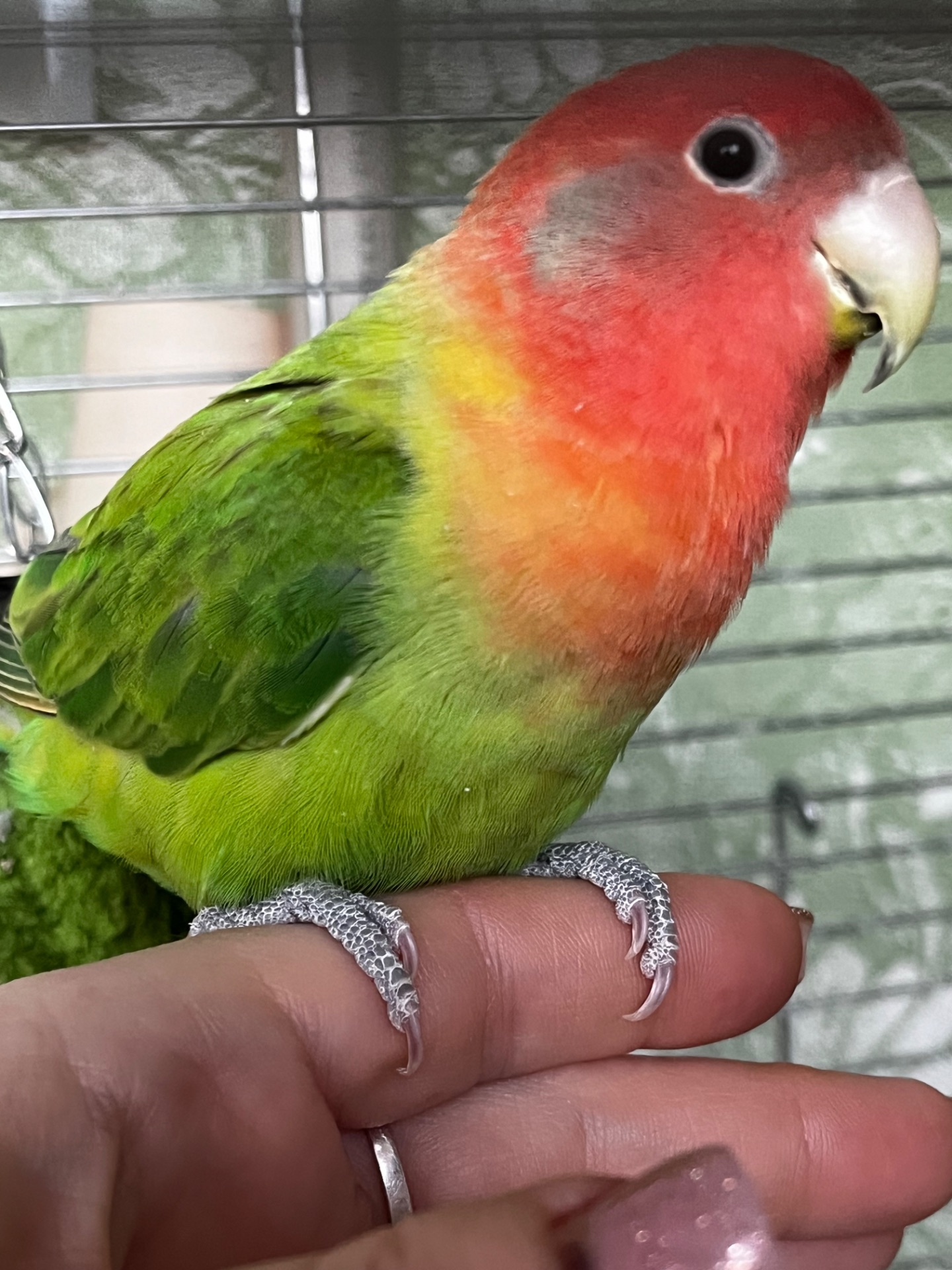 Ручной неразлучник(выкормыш)