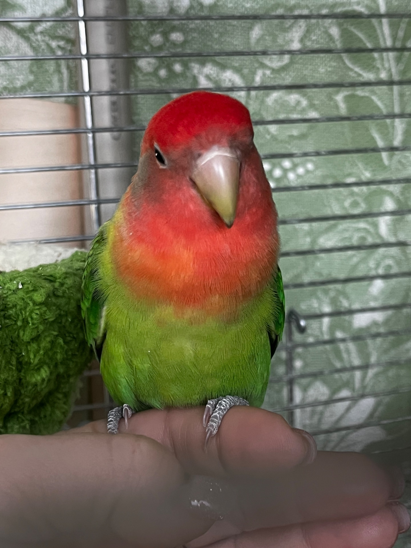 Ручной неразлучник(выкормыш)