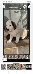 Продам цуценят