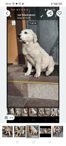 Продам цуценят