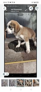 Продам цуценят