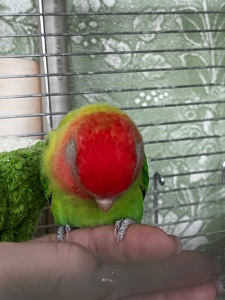 Ручной неразлучник(выкормыш)