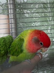 Ручной неразлучник(выкормыш)