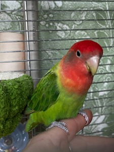 Ручной неразлучник(выкормыш)