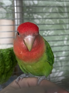 Ручной неразлучник(выкормыш)